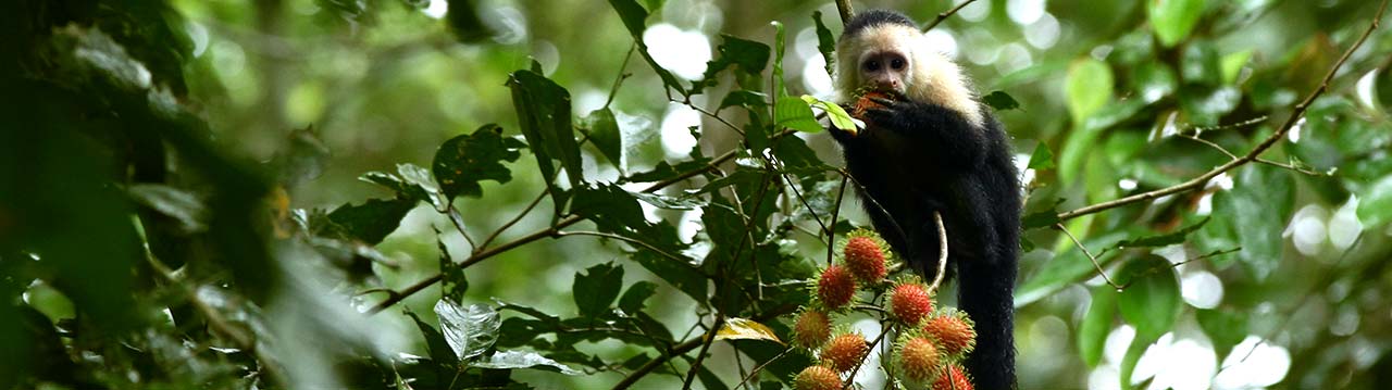 Eco-friendly-near-Puerto-Viejo