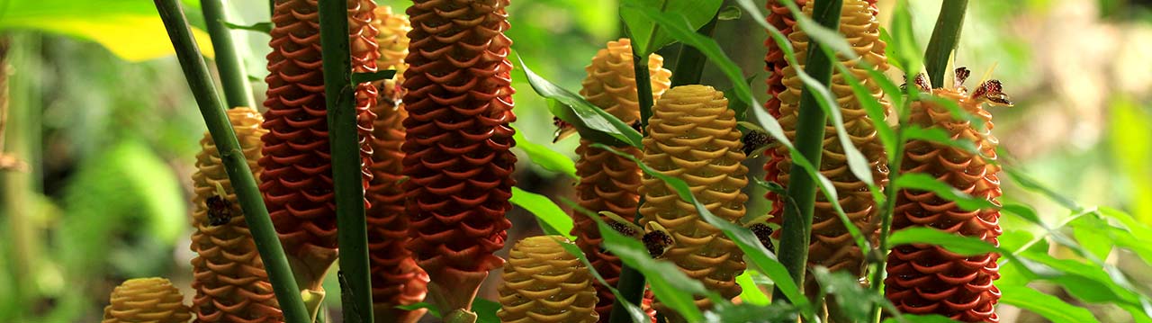 Punta-Uva-near-Puerto-Viejo