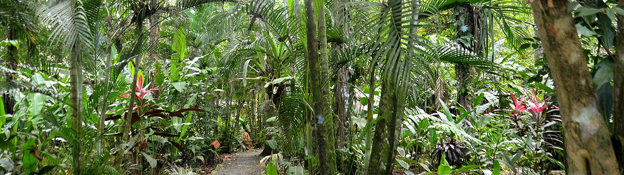 Rental-Bungalow-near-Puerto-Viejo